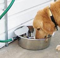 Automatic Filling Dog Water Bowl